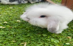 Mixed Breed rabbits for sale: Baby rabbits male and females - Image 9