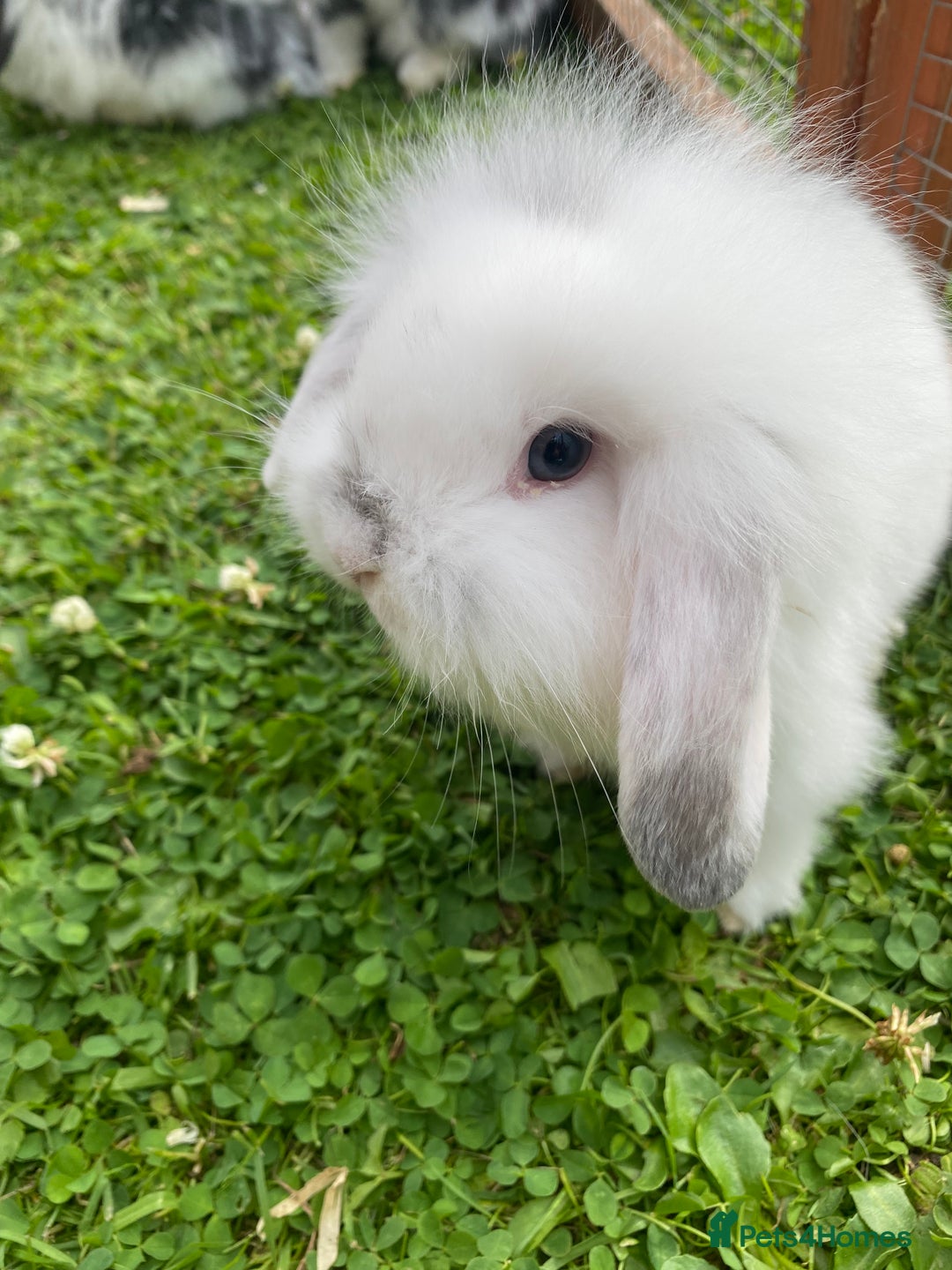 Mixed Breed rabbits for sale: Baby rabbits male and females - Image 9