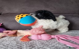 Cockapoo dogs for sale: Fully Vaccinated Best Friend Sofa Companions 🥰   - Image 4