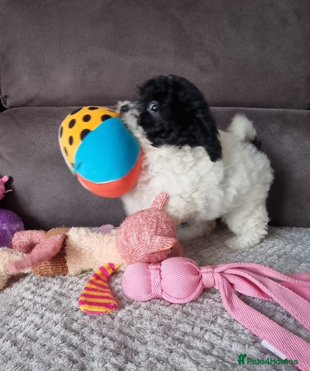 Cockapoo dogs for sale: Fully Vaccinated Best Friend Sofa Companions 🥰   - Image 4