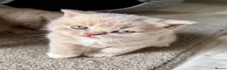 British Shorthair cats for sale: Stunning British shorthair kitten  - Advert 7