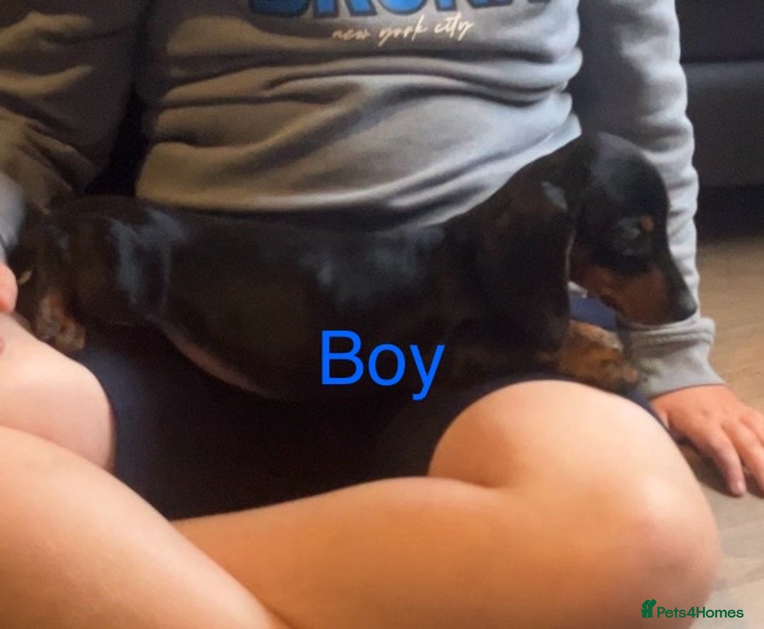 Dachshund dogs for sale: Dachshund puppies AVAILABLE NOW  - Image 18