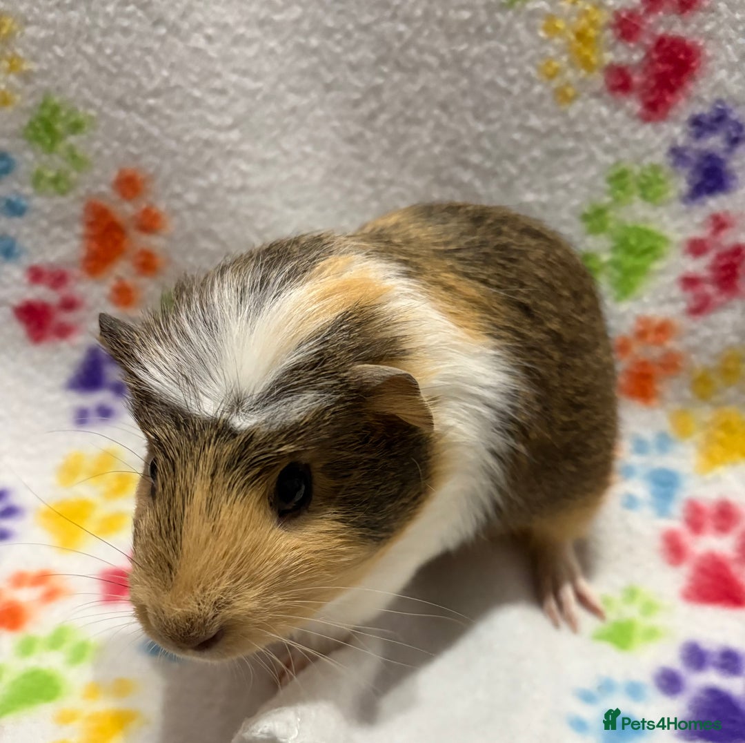 Guinea Pig rodents for sale: Guinea pigs for sale  - Image 4