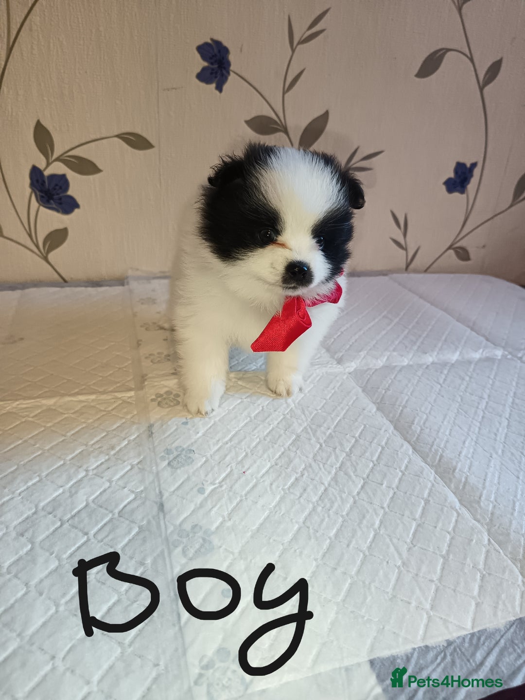 Pomeranian dogs for sale: Barnsley  - Advert 28