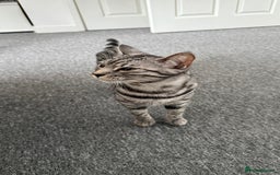 Bengal cats for sale: Two beautiful BSH/Bengal mix cats for sale  - Image 8