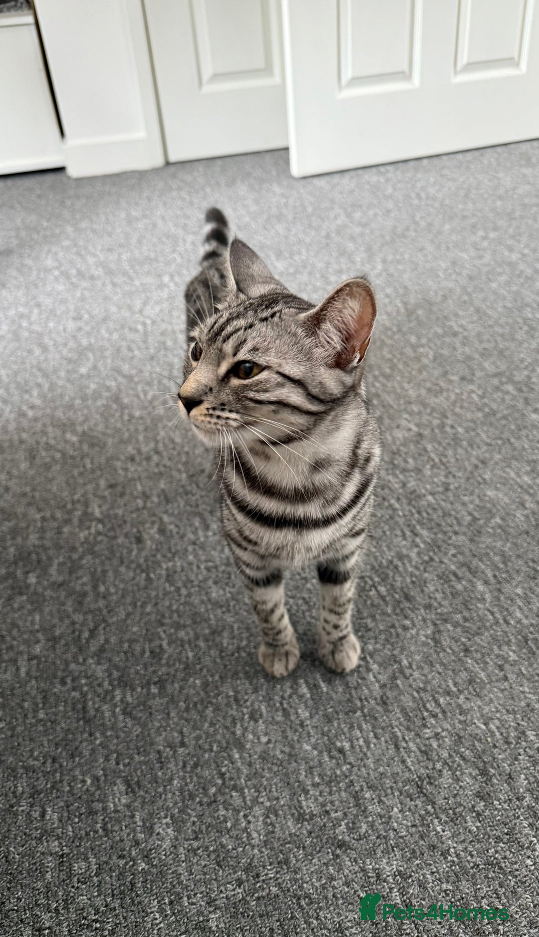 Bengal cats for sale: Two beautiful BSH/Bengal mix cats for sale  - Image 8