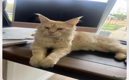 Maine Coon cats for sale: 1 year old Maine Coon Pair - Advert 18