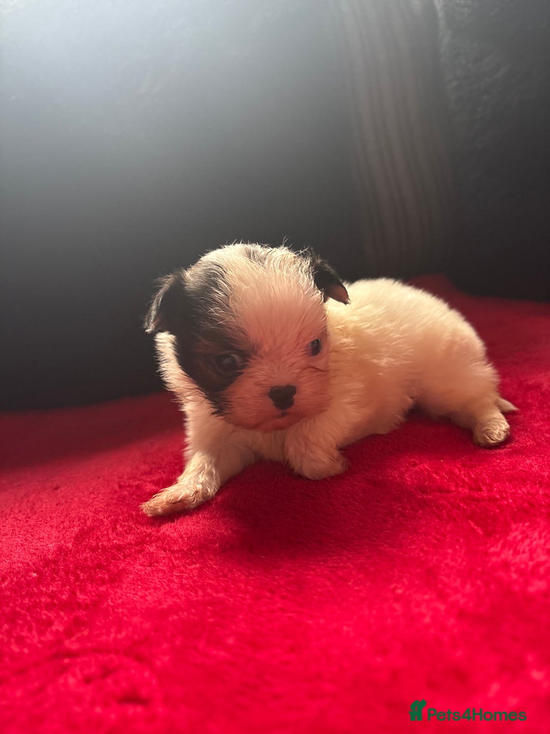 Mixed Breed dogs for sale: Shihtzu puppy’s  - Advert 3
