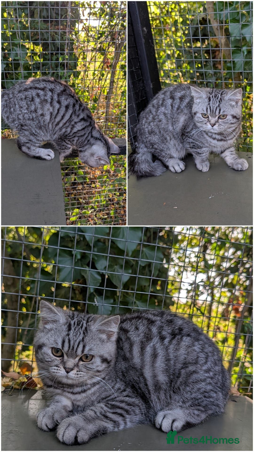 British Shorthair cats 🧸Last Handsome Teddy Bear available!🧸 - Advert 1