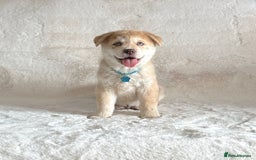 Chow Chow dogs for sale: Chocolate Merle blue eyed chowsky male puppy  - Image 1