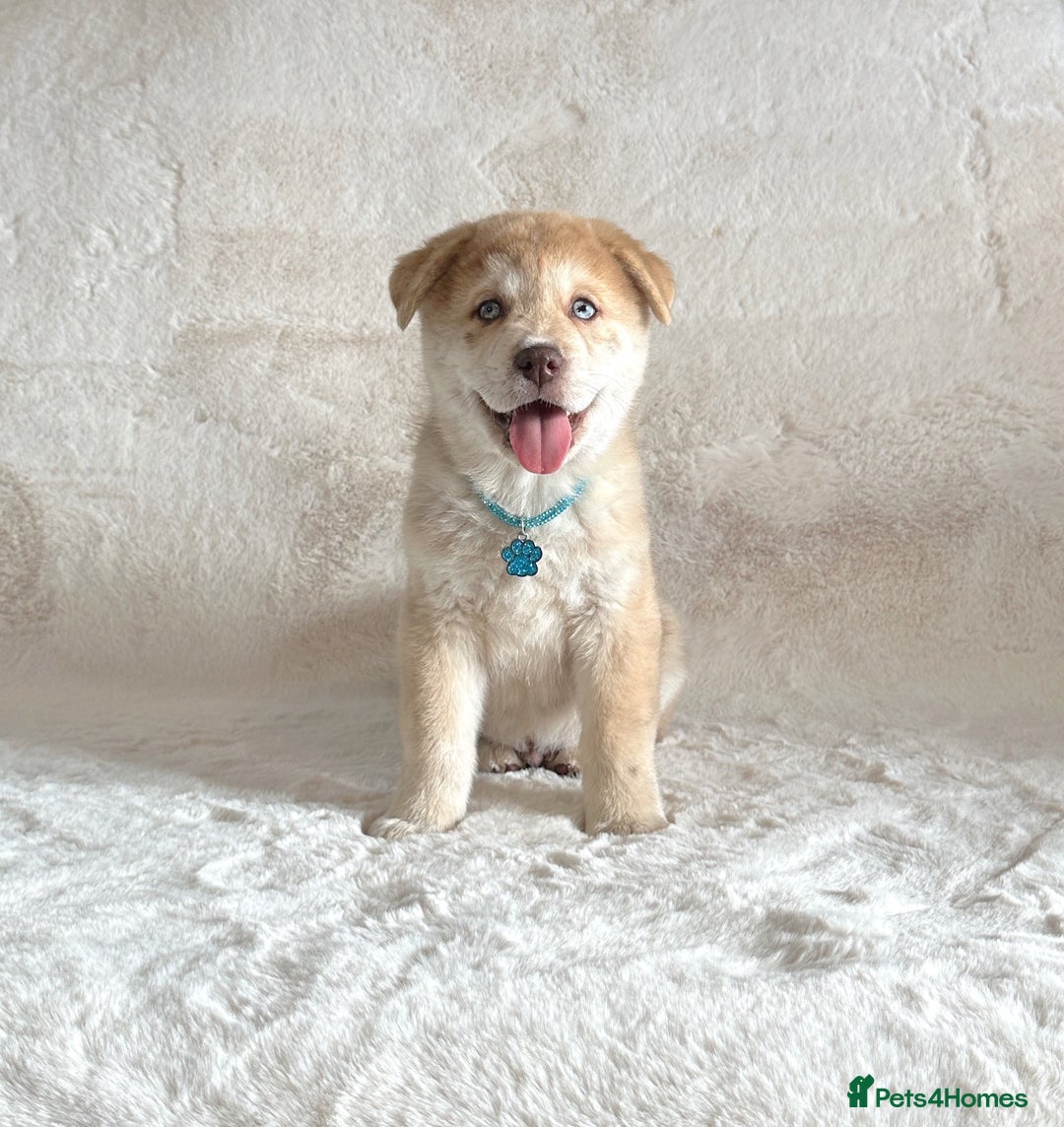 Chow Chow dogs for sale: Chocolate Merle blue eyed chowsky male puppy  - Image 1