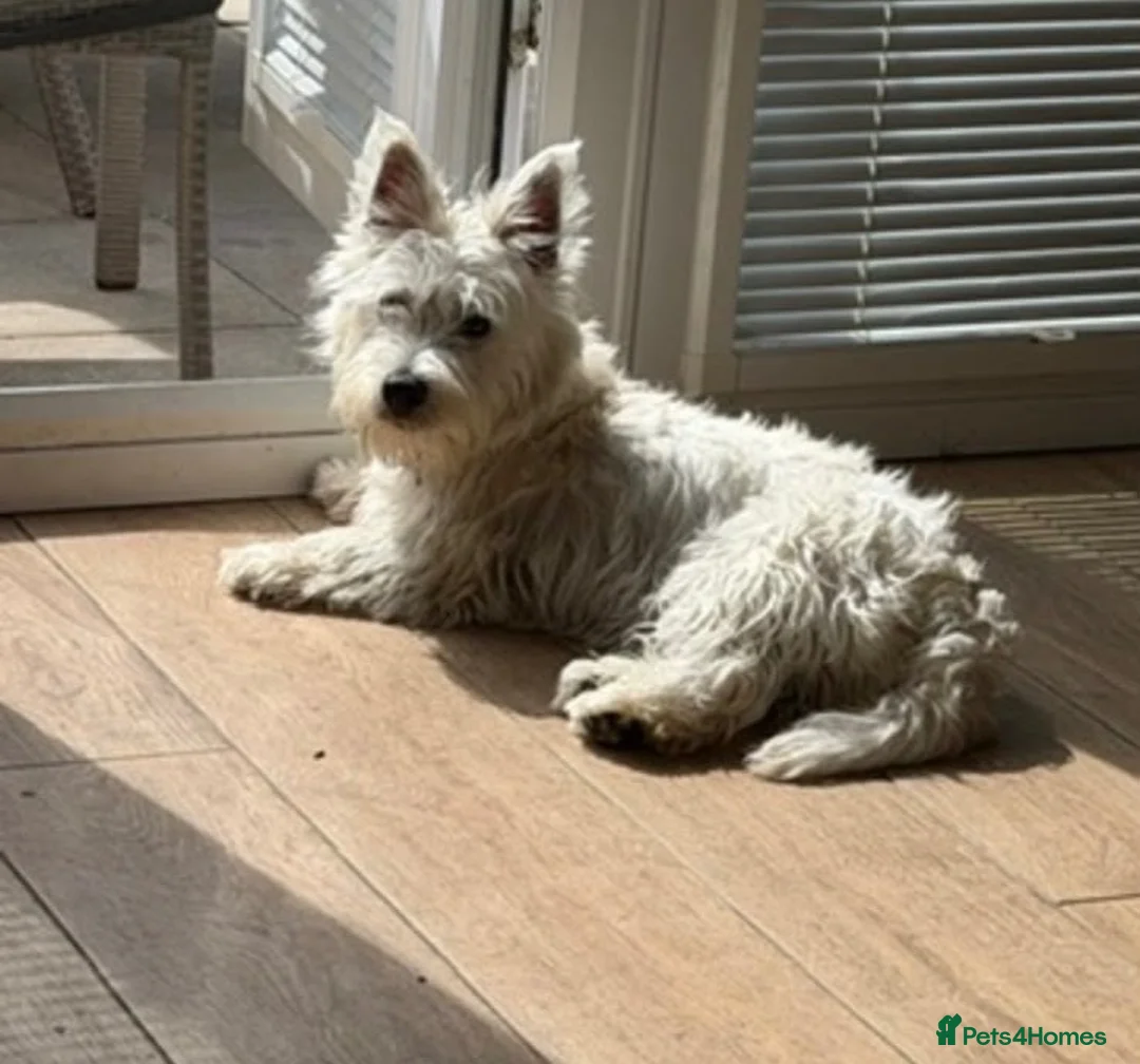 West Highland Terrier dogs for sale: West highland white terriers ⭐️ 3 boys ⭐️ - Advert 8