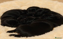Labrador Retriever dogs for sale: black kc reg chunky pup  - Image 5