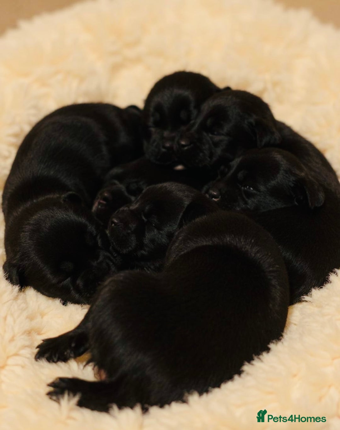 Labrador Retriever dogs for sale: black kc reg chunky pup  - Image 5