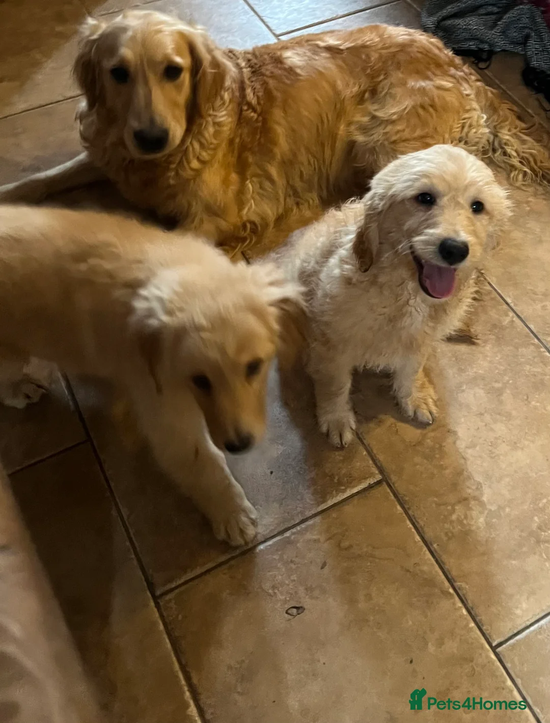 Goldendoodle dogs for sale: Beautiful health checked small retriever xdoodles  - Advert 13