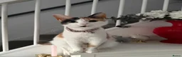 British Shorthair cats for sale: Calico kittens - Advert 1