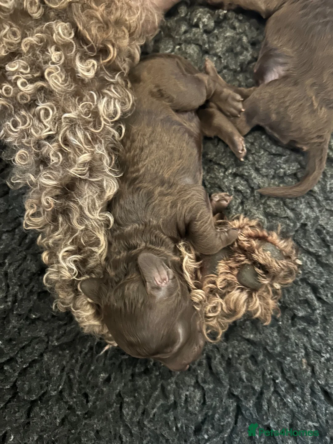 Labradoodle dogs for sale: Beautiful Chocolate Labradoodles  - Advert 1