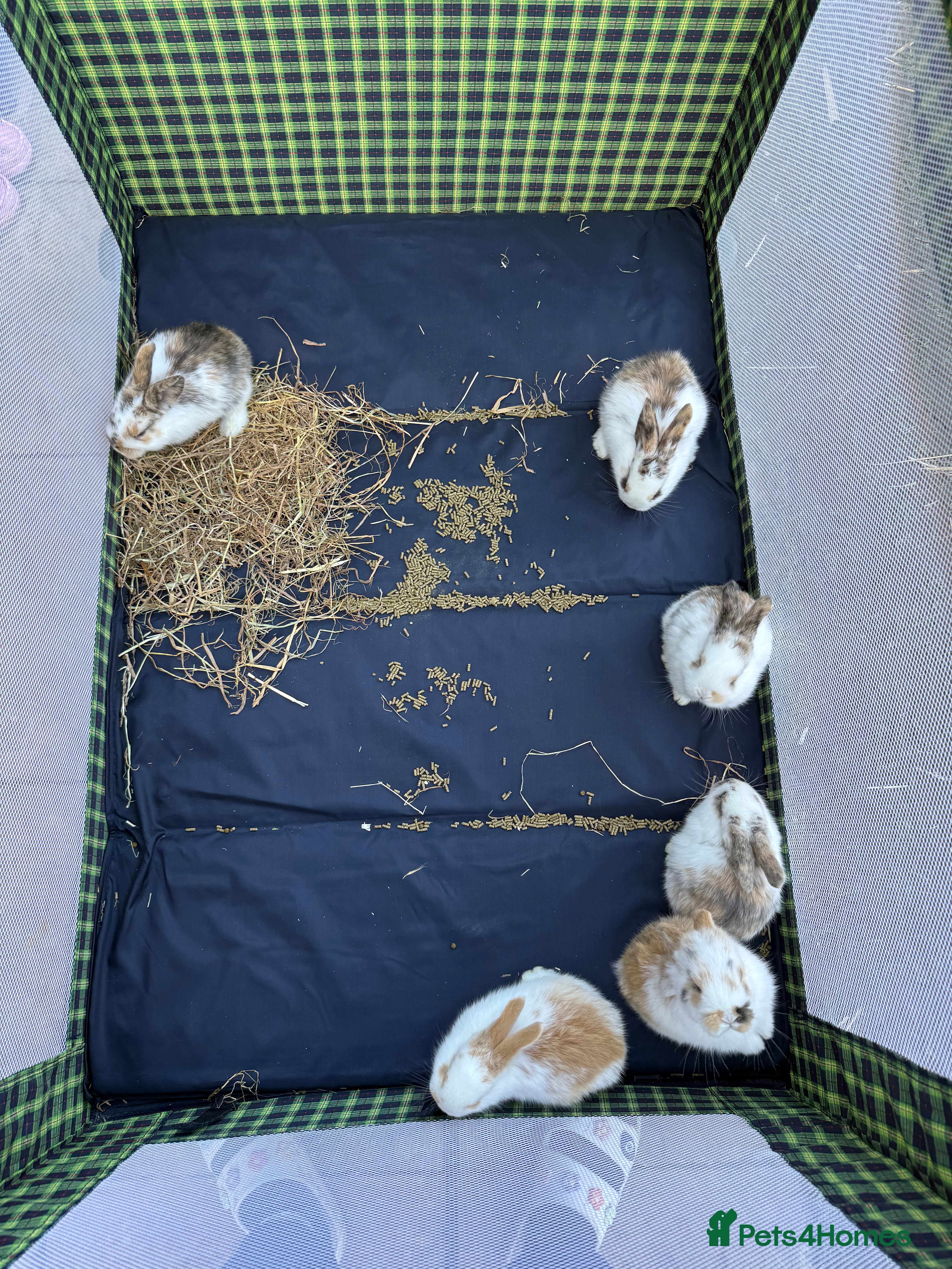 English Lop rabbits Two lop bunnies  - Advert 18