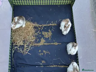 English Lop rabbits Two lop bunnies - Advert 18