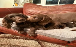 Cocker Spaniel dogs for sale: K.C. Well bred chocolate working cocker spaniels - Image 15