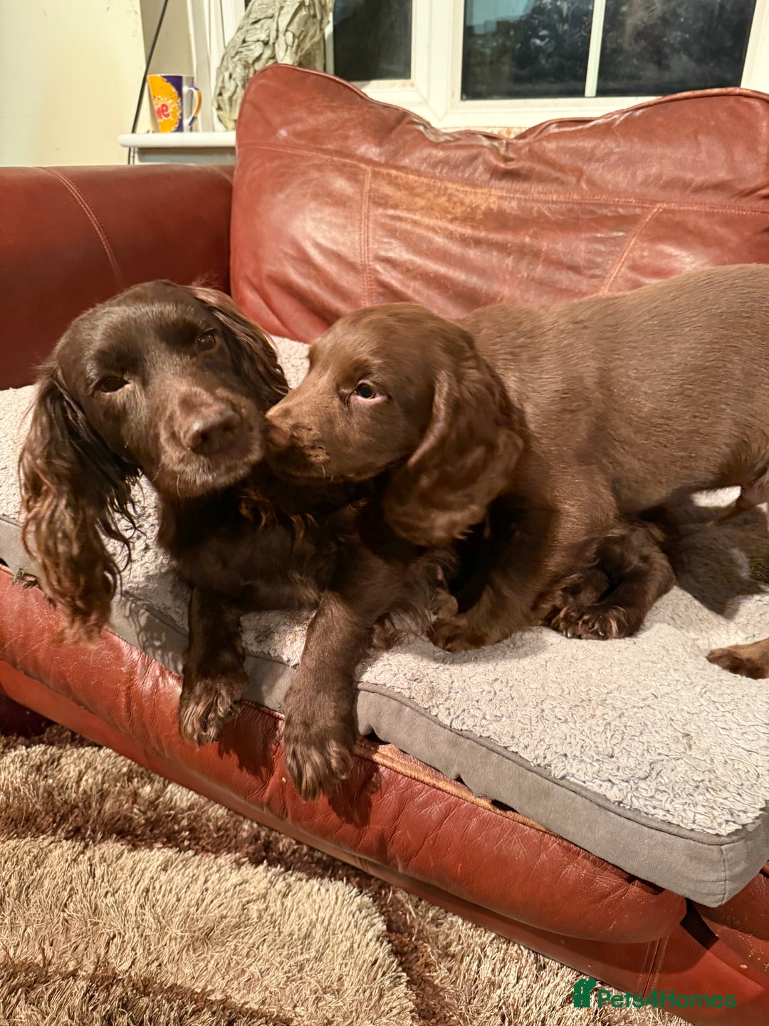 Cocker Spaniel dogs for sale: K.C. Well bred chocolate working cocker spaniels - Image 15