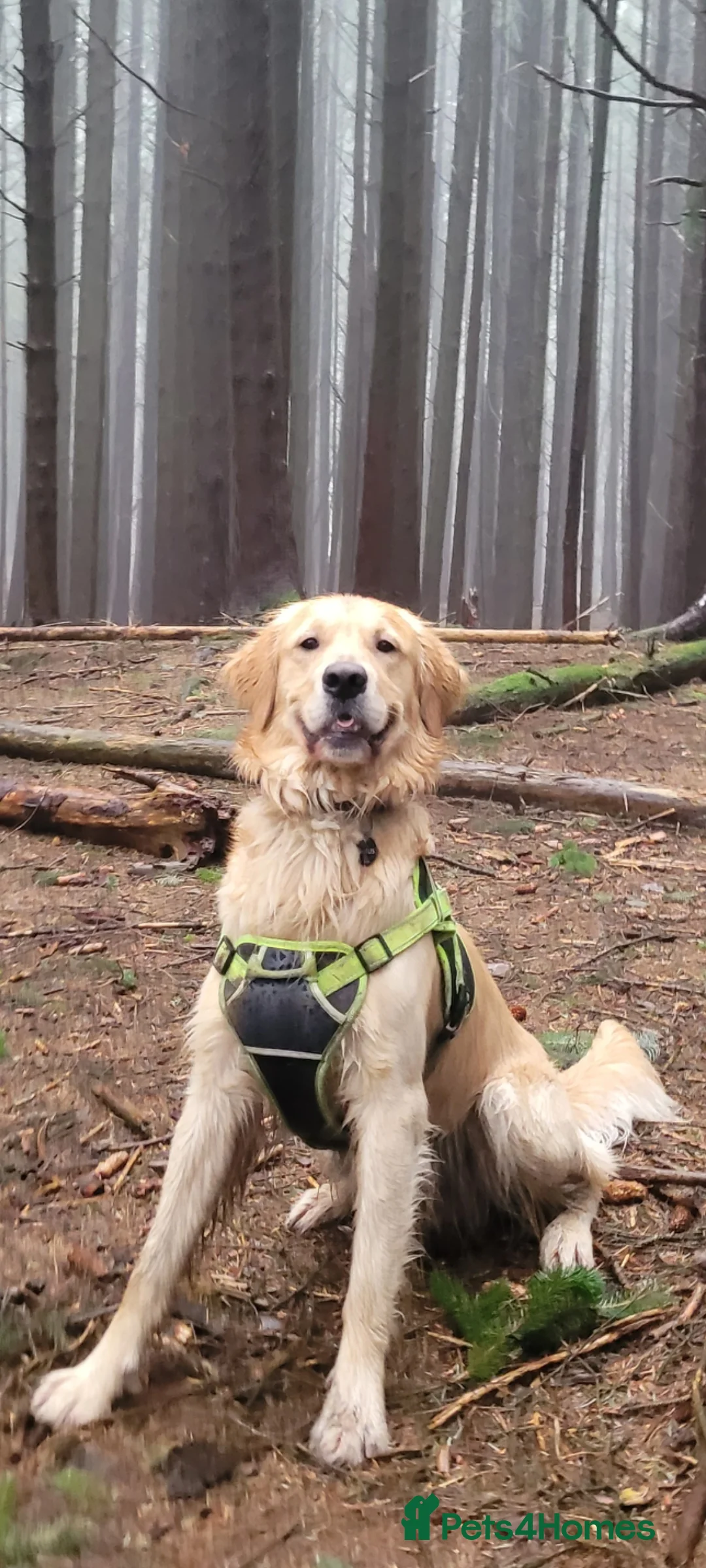 Golden Retriever dogs for stud: Proven Golden retriever - KC registered in Cardiff - Advert 16