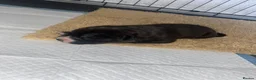 American Bull Staffy dogs for sale: 5 girls staffs 1 week old  in Stockport - Advert 5