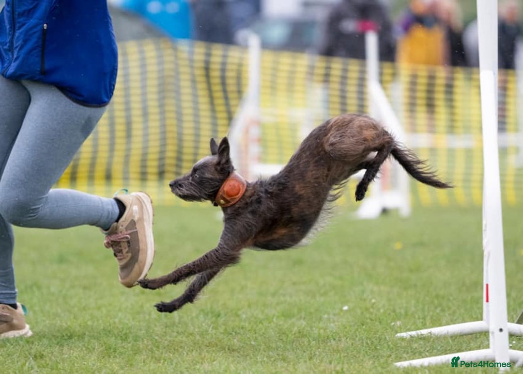 Whippet dogs for sale: Whippet Lurcher - Image 18