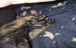 Belgian Shepherd Dog dogs for sale: Belgian Malinois puppy LILO - Image 14