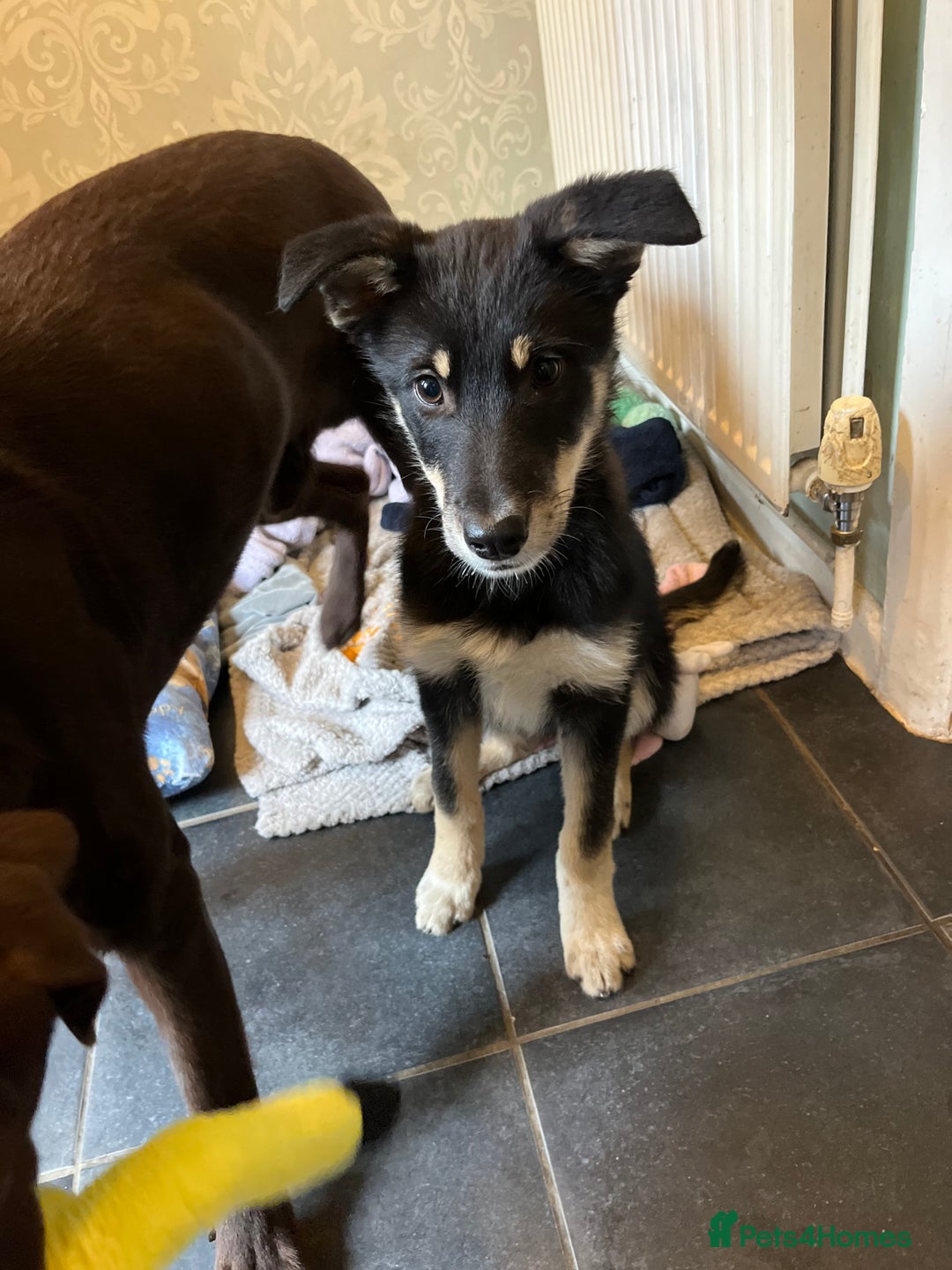 Mixed Breed dogs for sale: Luna  - Image 3