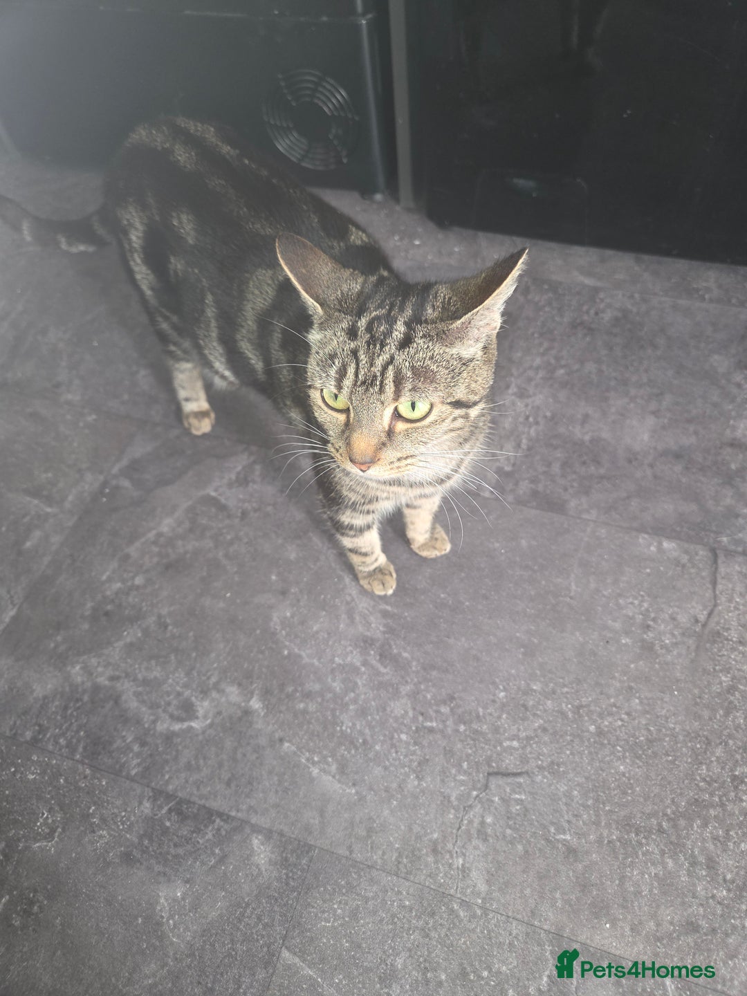 Mixed Breed cats for sale: 2 male kittens for sale - Advert 1