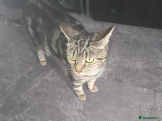 Mixed Breed cats 2 male kittens for sale - Advert 1