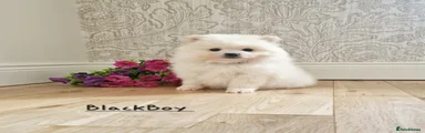 Pomeranian Puppy 3