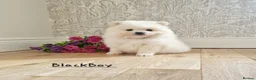 Pomeranian dogs for sale: White Pomeranian Males - Advert 12