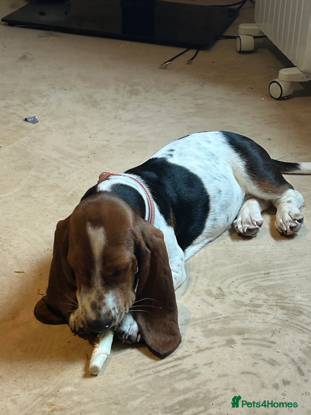 Basset Hound dogs for sale: Bonded Pure Basset Hound - Advert 5
