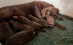 Labrador Retriever dogs for sale: Fully health tested working chocolate Labradors. - Image 10