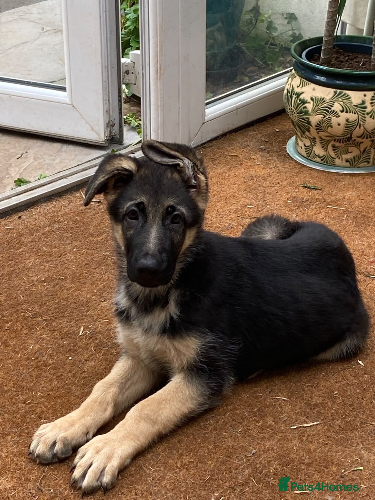 German Shepherd dogs Beautiful GSD puppies  - Advert 1