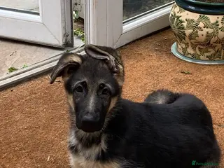 German Shepherd dogs Beautiful GSD puppies - Advert 1