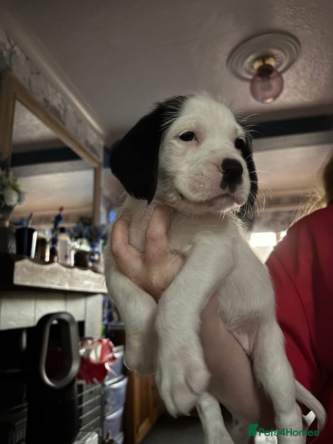 Mixed Breed dogs for sale: long haired Boxapoints - Image 10