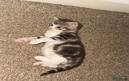 Domestic Shorthair cats for sale: 2 Male kittens - Image 4