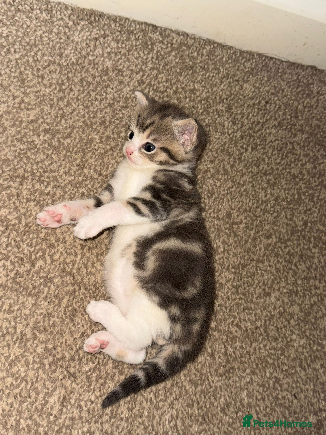 Domestic Shorthair cats for sale: 2 Male kittens - Image 4