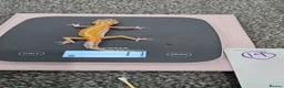 Leopard Gecko reptiles for sale: Various leopard geckos CB25 handleable.  - Advert 5