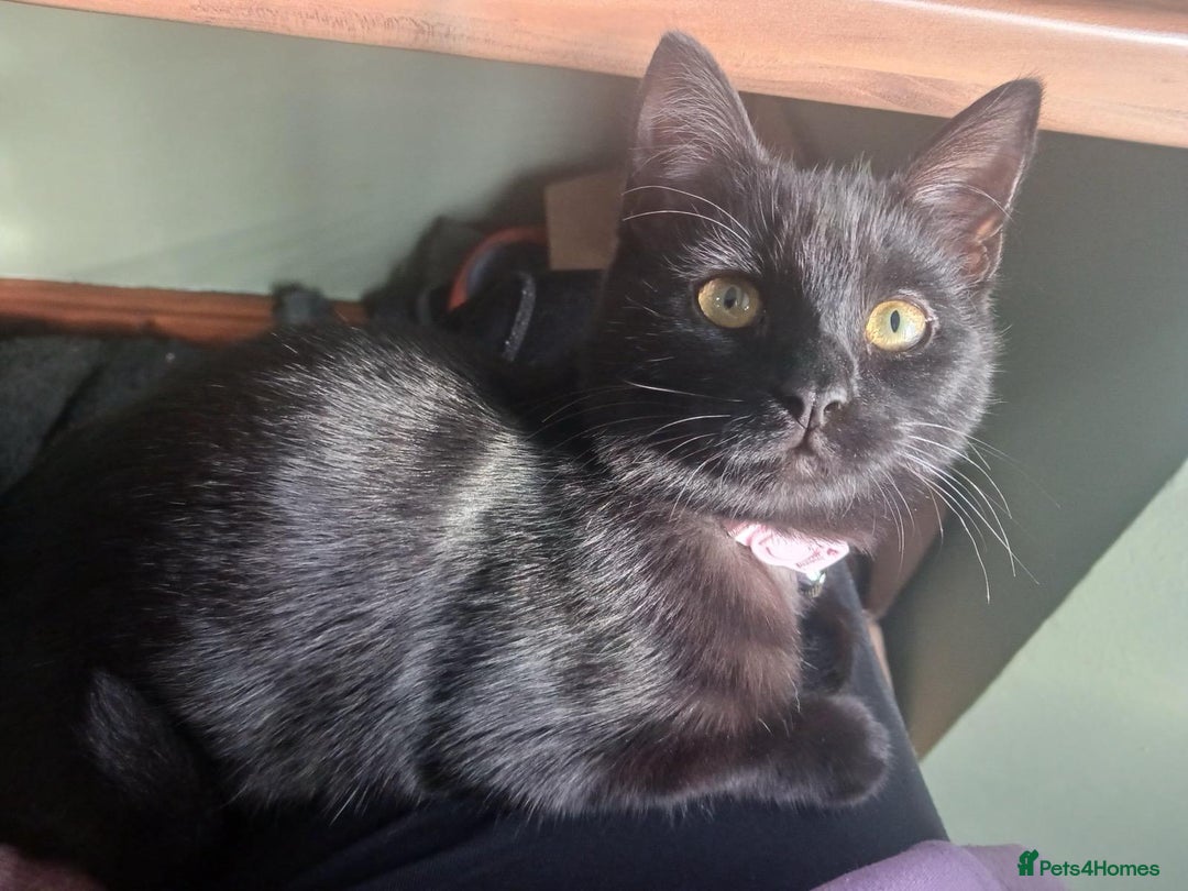 RagaMuffin cats for sale: Pumpkin the short haired Ragamuffin 🎃 - Image 4