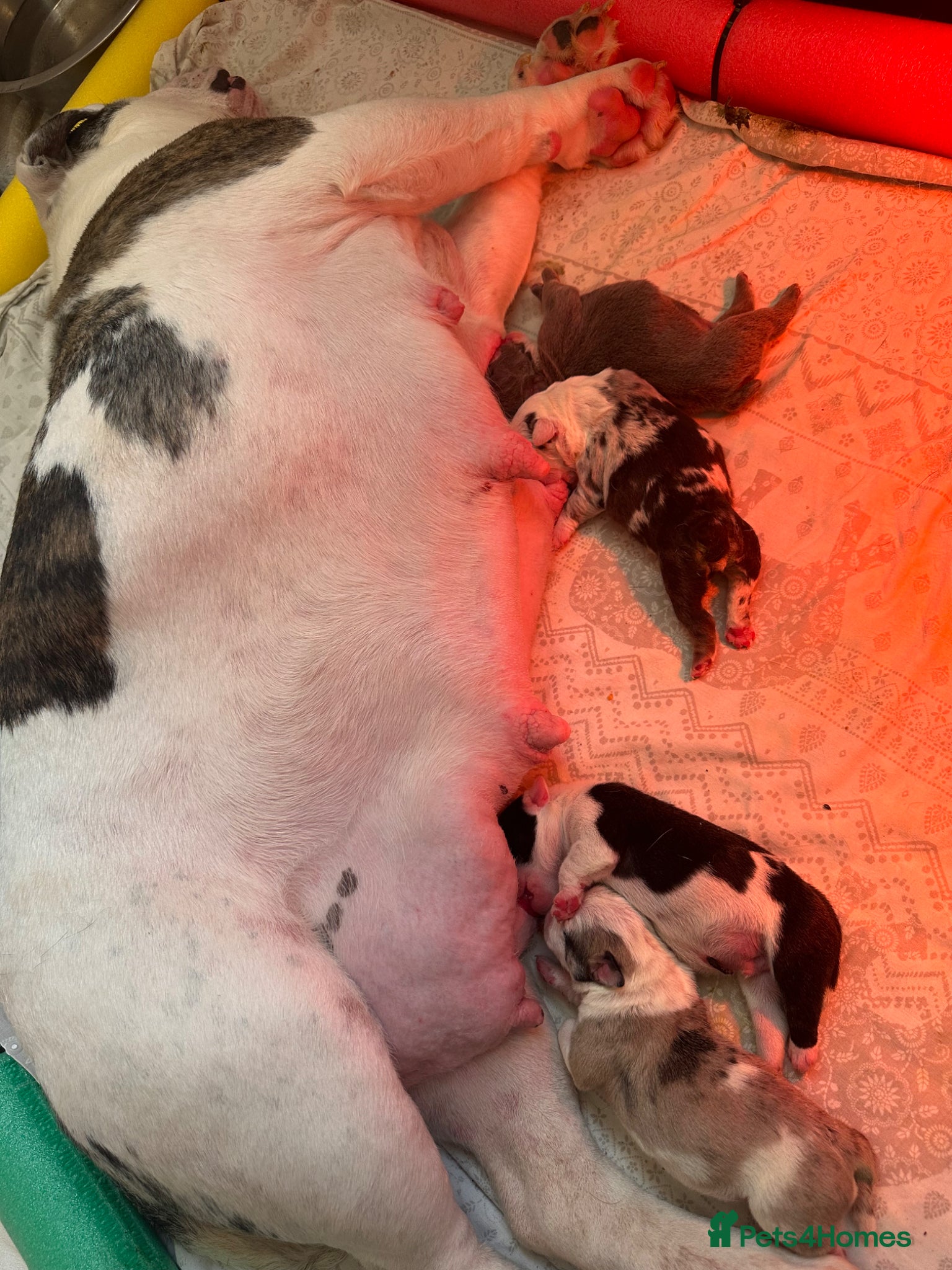 English Bulldog dogs for sale: 🐾 EXCEPTIONAL OLDE ENGLISH BULLDOG PUPPIES 🐾 - Advert 3