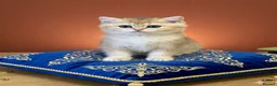 British Shorthair cats for sale: 🌟3 Adorable Golden BSH kittens left 🌟 - Advert 3