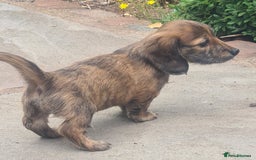 Miniature Dachshund dogs for sale: Miniature Longhaired Dachshund Puppies  - Image 25