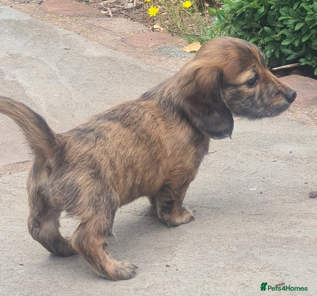 Miniature Dachshund dogs for sale: Miniature Longhaired Dachshund Puppies  - Image 25