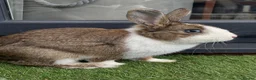 Dutch rabbits for sale: Dutch male in Barking - Advert 3