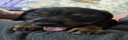 Dachshund dogs for sale: Stunning Standard Dachshund Puppies Ready Now - Advert 27