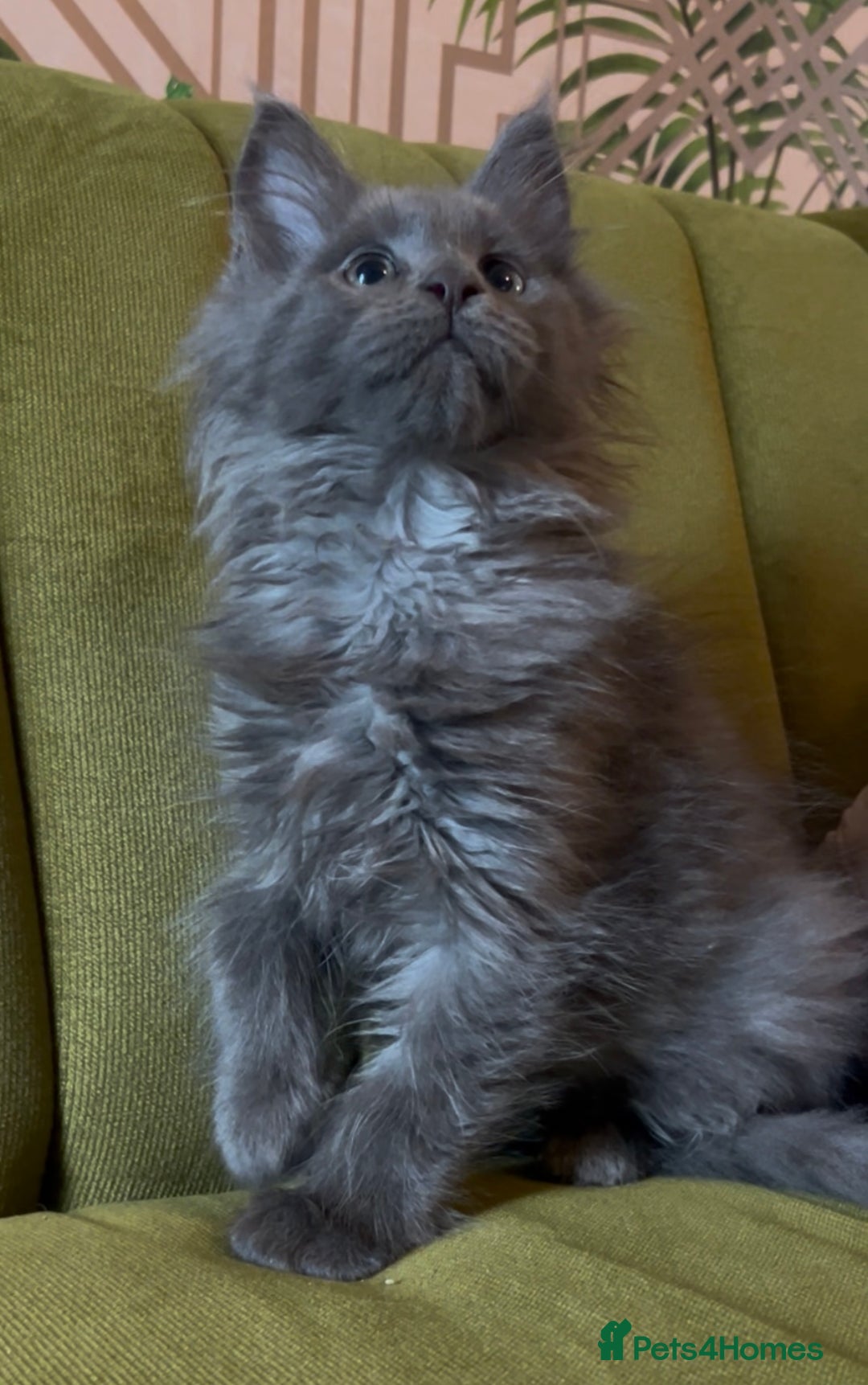 Maine Coon cats for sale: Maine Coon girls READY NOW Russian sired  - Image 14